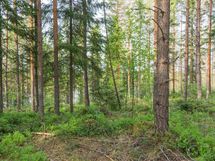 Varkaus, Miehalanjärvi, Sopalanniementie