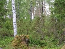 Puolanka, Paljakka