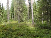 Pello, Miekojärvi, Karhumaan ranta-asemakaava