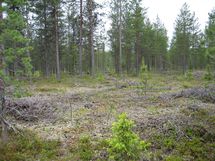  Savukoski Pykäläinen-Kuttusoja, Kemioki, Huuhkajantie