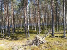 Näkymä tontin takalaidalta