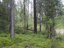 Salla, Sallatunturi, Metsäpolku