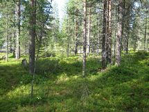 Sodankylä, Luosto Orresokka