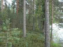 Tila Vehkaniemi RN:o 2:104