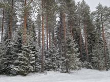 tontin puusto Syväjärventieltä päin