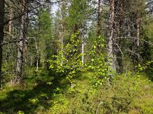 Sodankylä, Luosto Orresokka