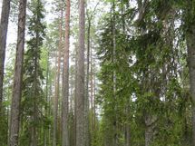 Pello, Miekojärvi, Karhumaan ranta-asemakaava