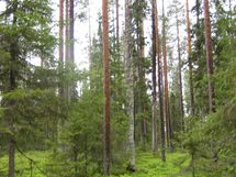 Pello, Miekojärvi, Karhumaan ranta-asemakaava