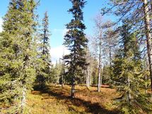 Sodankylä, Luosto