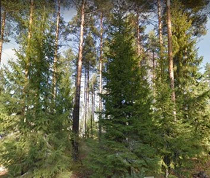 Tontti, 1 064 m², Ahmoo - Näkymä 3