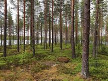 Saarijärvi, Kiesimenjärvi