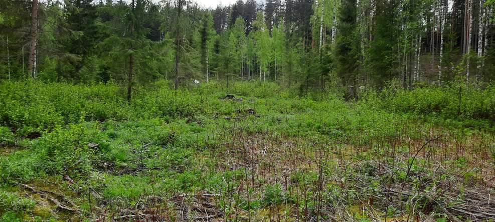 Tontti, 8 400 m², Metsolahti - Näkymä 3