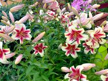 Myyjän omia kuvia pihalta eri vuoden aikoina