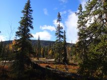 Sodankylä, Luosto
