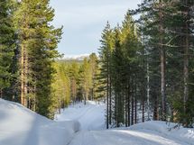 Aurattu tie tulee perille
