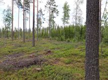 Saarijärvi, Isojärvi