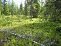 Sodankylä, Luosto