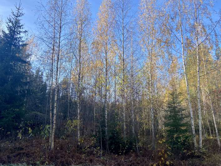 Tontti, 5 000 m², Savijoki, Pukkila