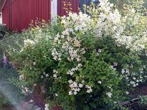 Myyjän kuva, kukkaloistoa