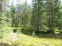 Sodankylä, Luosto Orresokka