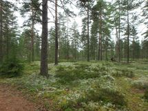 Jämijärvi, harjualue