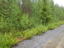 Kuhmo, Iso-Kupsunen, Hukkajärventie