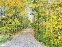 Tästä kodista pääset Keskuspuiston upeille ulkoilureiteille minuutissa.