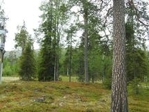 Sodankylä, Luosto
