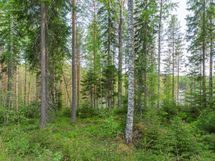 Varkaus, Miehalanjärvi, Sopalanniemenpolku