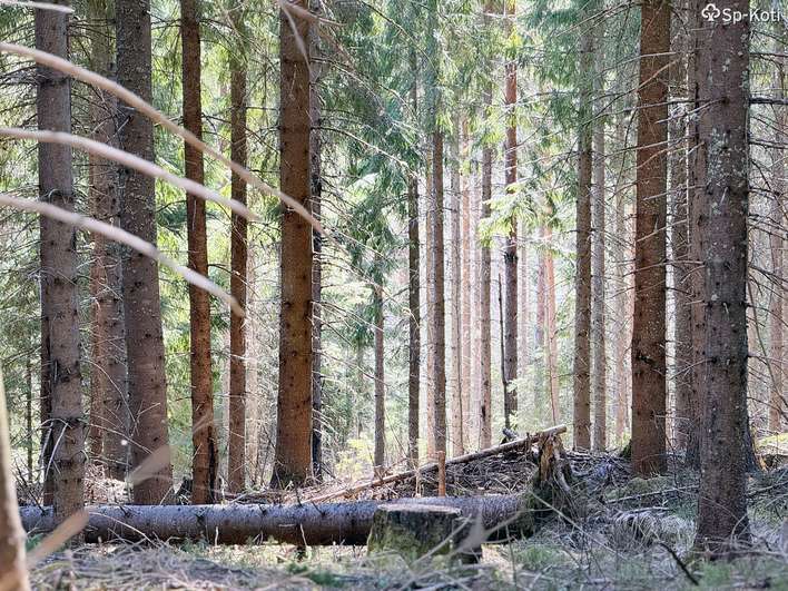 Kohdekuva