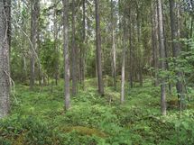 Sonkajärvi, Luomanen