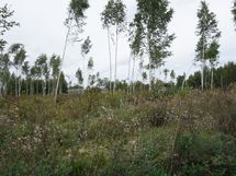 yleiskuvaa alueesta