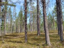 Sodankylä Kakslauttanen