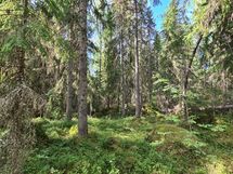Yleiskuvia metsästä