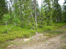 Sodankylä, Luosto
