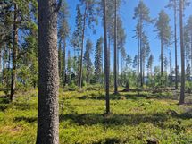 Sotkamo, Pieni-Kiimanen, Kaitainsalmi