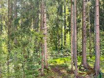 Heti ulko-oven kulmalta alkaa metsäiset ulkoilumaastot.