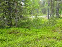 Sodankylä, Luosto Orresokka