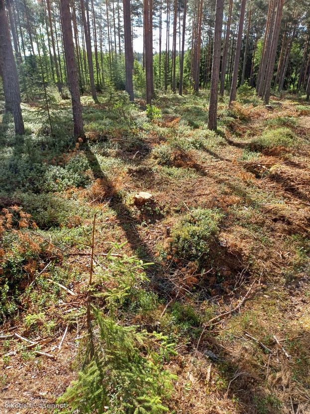 Asuntoilmoituksen kuva