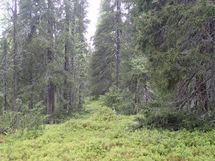 Salla, Sallatunturi, Metsäpolku