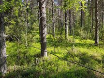 Sodankylä, Luosto Orresokka