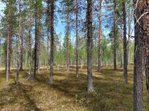 Sodankylä Kakslauttanen