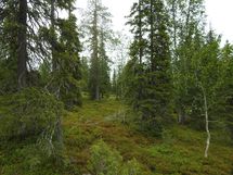 Sodankylä, Luosto