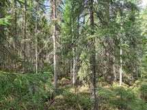 Yleiskuvia metsästä