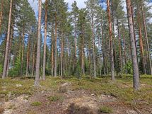 Saarijärvi, Iso-Renkanen