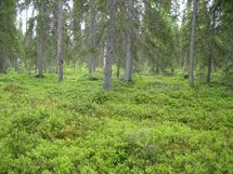 Pello, Miekojärvi, Karhumaan ranta-asemakaava