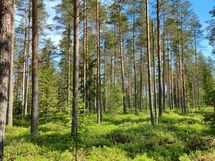 Kannus, Lehtoranta Niemeläntie