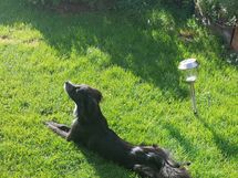 Myyjän kuva, nautitaan pihan vehreydestä 