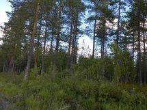 Näkymä tontin takamaastosta
