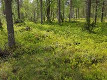 Sodankylä, Luosto Orresokka